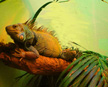 IGUANA, contemporary art by DC Langer