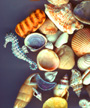 SEAHORSE AND SHELLS, contemporary art by DC Langer